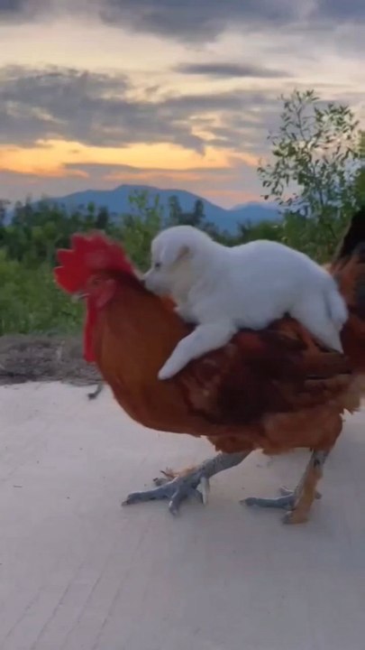 Funny animals 😂🤣