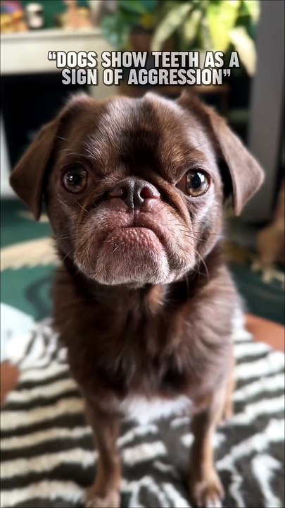 Pug kingdom bulletin