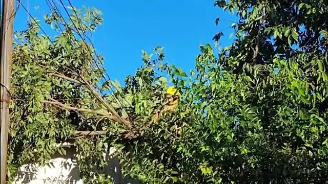 Galhos caem sobre fiação e telhado de residência e mobilizam Bombeiros em Cascavel