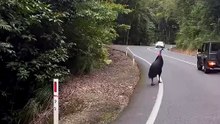 Emu bird