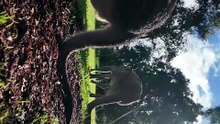 Australian kangaroo