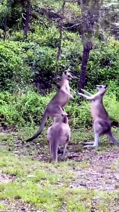 Kangaroos fighting