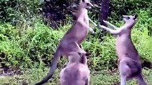 Kangaroos fighting
