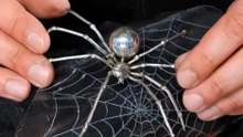 Elégance mystérieuse : Découvrez les bijoux araignée !