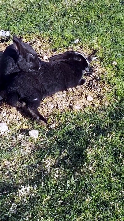 Void floofs bring on night by absorbing all the local sunlight. | #SparklegleamFarm #Bunny #homestead #rabbit #farmanimals #cute