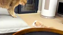 Kucing sedang berantem dengan kucing lain