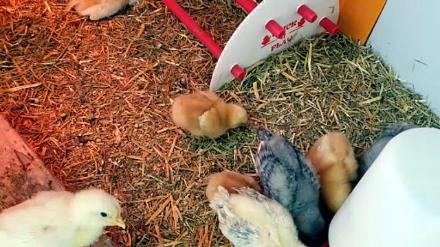 Listen to the pleasant cheeps of chicks having breakfast. | #SparklegleamFarm #Chicken #homestead #farmanimals #cute