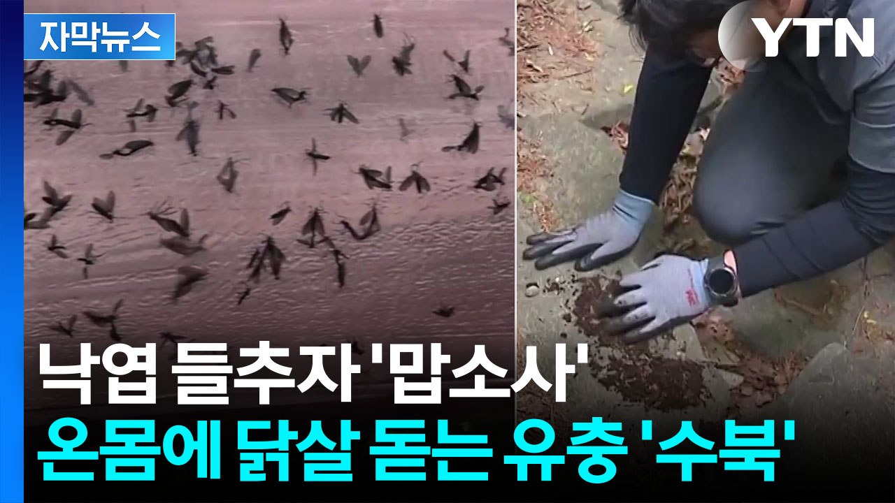 [자막뉴스] 러브버그 대발생 예상 시점 보니...유충도 심상찮은 기류 / YTN