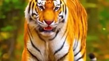 Tiger vs Bear vs Lion vs Hyena vs Gorilla