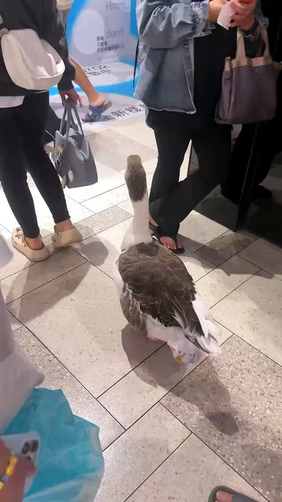 Oh my god, so cute! This is the first time I've ever seen a goose shopping in a department store, and it's so well-behaved, following its mother around. I wonder if this goose has an Instagram account, but I'm totally a fan! (˶‾᷄ ⁻̫ ‾᷅˵)  I don't know wha