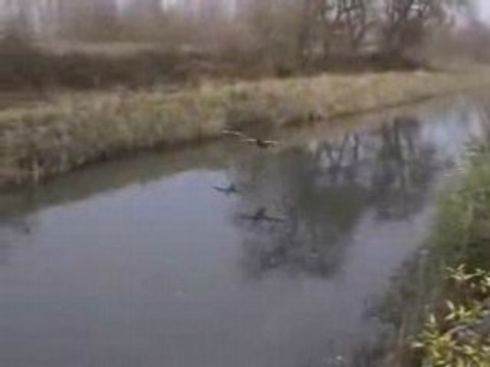 Canard sur glace