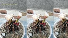 Gymnocalycium Mihanovichii in Full Bloom! 🌸