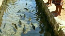 El truco AMAZONICO para atrapar PECES