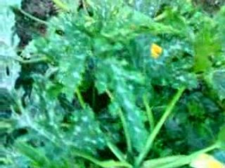 اشجار مثمرة