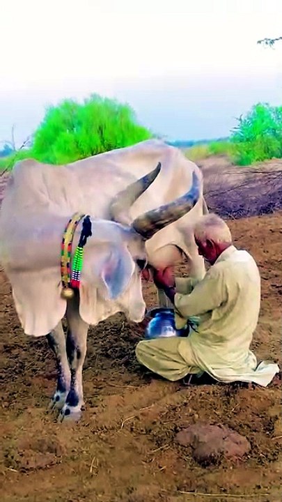Old man hand-milking a cow in an outdoor, rural setting.#Milk