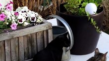 Together on neighborhood watch 🐾#cat #funnycats #catlover