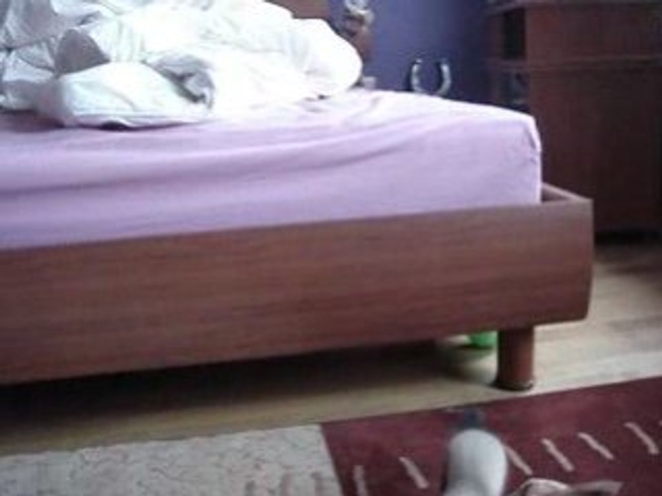 ma petite furette