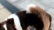 ​Proof that Animals are Smarter than You Think