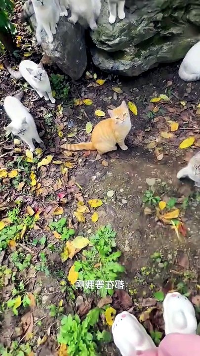 Adorable Cats You’ll Never Forget