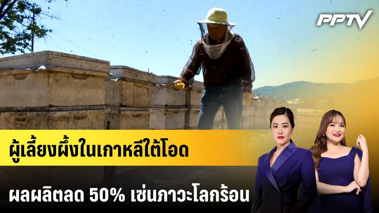 ผู้เลี้ยงผึ้งในเกาหลีใต้โอดผลผลิตลด 50% เซ่นภาว...