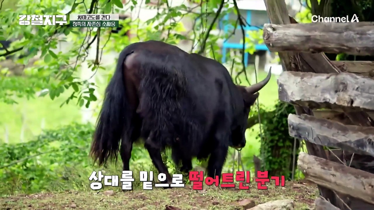 "진짜 살벌하다" 연습이지만 처절한 소싸움! 결과는 '분기'의 승리?!