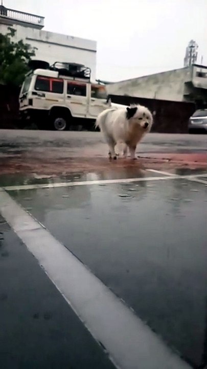 Cute Dog Enjoying Rain 🐶🌧️