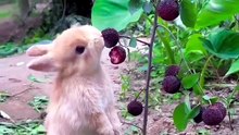 Just a Tiny Bunny Having a Big Snack!