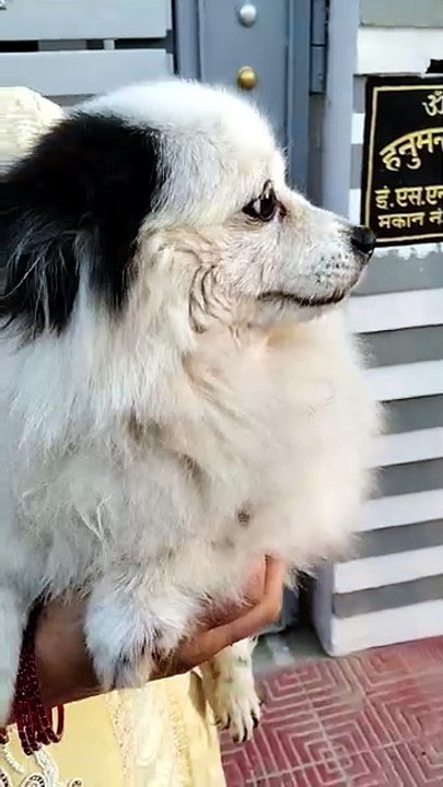 Cute Dog 🐶🐕🥰🥹