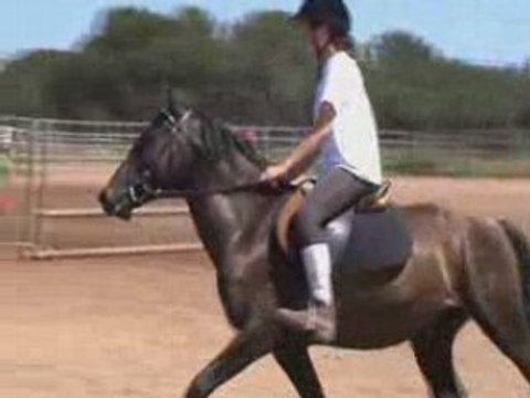 Puissance poney entre nous au club
