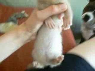 Saïki, la furette folle