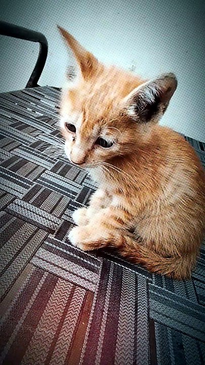 This Tiny Kitten Will Melt Your Heart in Seconds! 🐱❤️