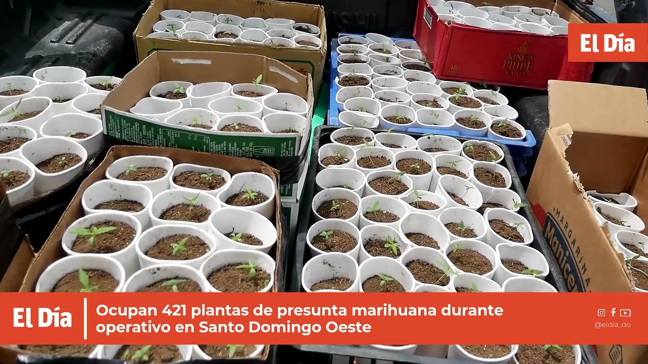 Ocupan 421 plantas de presunta marihuana durante operativo en Santo Domingo Oeste