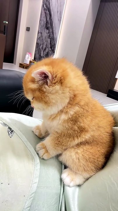 It seems to know its own name is Da Hu.