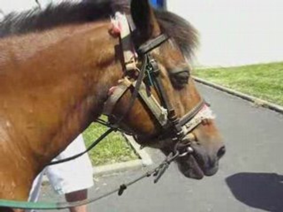 Poney