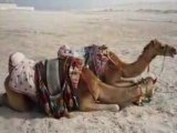 Qatar 7: en el desierto, con camellos