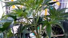 Marihuana autofloreciente en exterior