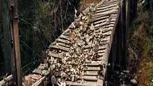 99% Don't Know This Bridge Secret! 🌉