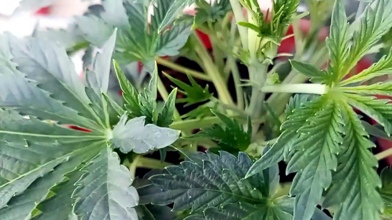 Marihuana de top tao