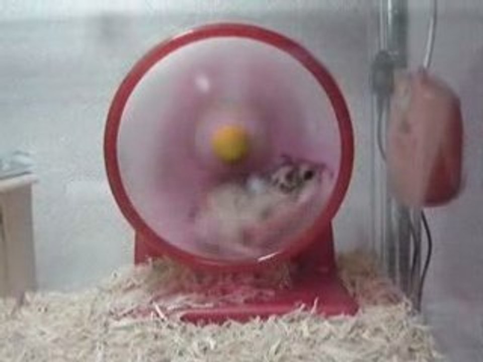 Hamster+roue