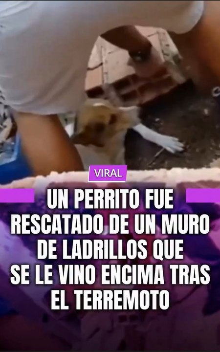En medio de la profunda devastación que dejaron los recientes y destructivos terremotos en Venezuela, una nueva historia de supervivencia vuelve a conmover los corazones en las redes sociales