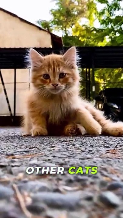 Your Cat Has a Secret Language.