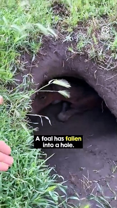 Man Rescues Foal Stuck in Hole After Mother Horse Begs for Help ❤️