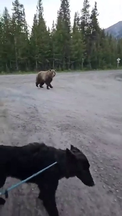 Grizzly bear circles woman and her dog in Canada