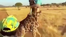 Wild Animals Caught Doing the UNEXPECTED! 🐾😂 Hilarious Animal Moments You Can't Miss!