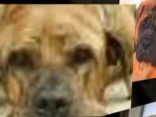 My Brazilian Mastiff loves blue cheese....?