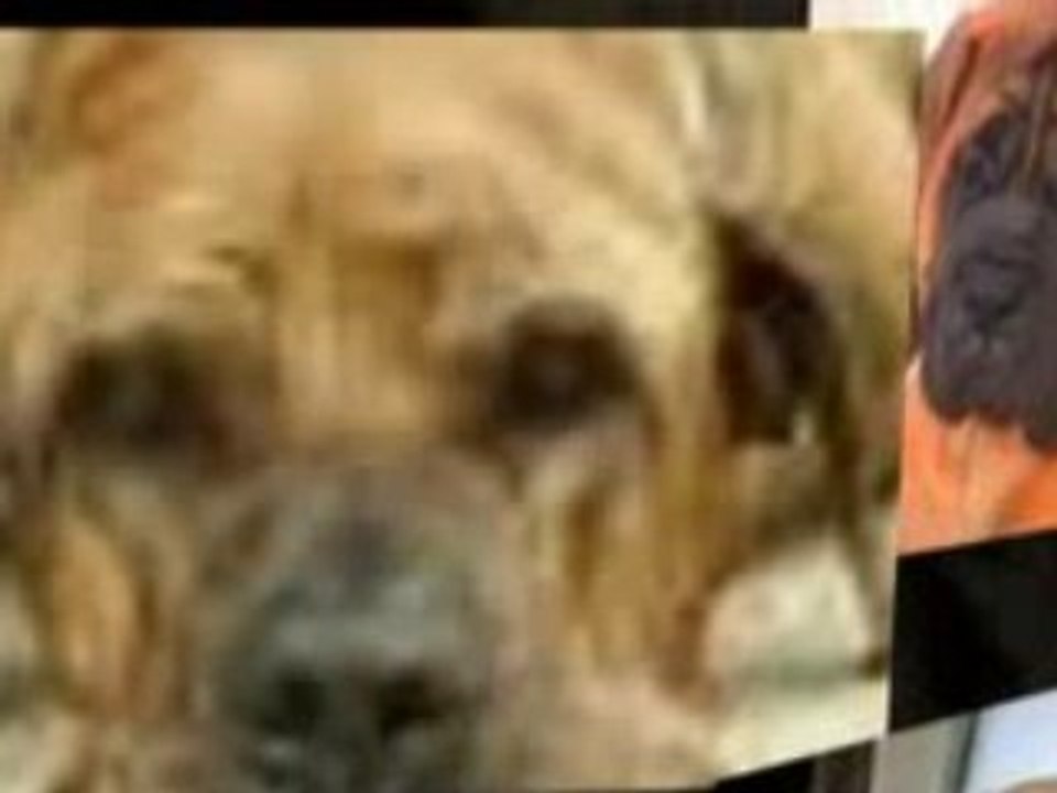 My Brazilian Mastiff loves blue cheese....?