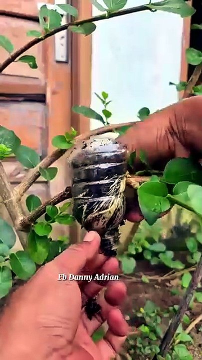 The results of plant propagation by air layering using plastic bottles#airlayering #garden