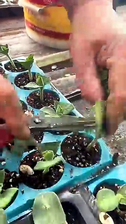 Simple Watermelon Grafting Technique With Pumpkin Rootstock #farmingtech