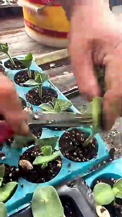 Simple Watermelon Grafting Technique With Pumpkin Rootstock #farmingtech_2