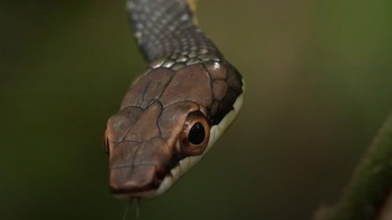 Snake Prevention Tips: सांप से घर और परिवार को...